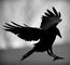 Black-Raven